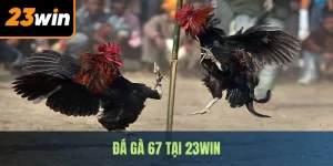 Đá Gà 67 - Đấu Trường Kịch Tính Bậc Nhất Tại 23WIN