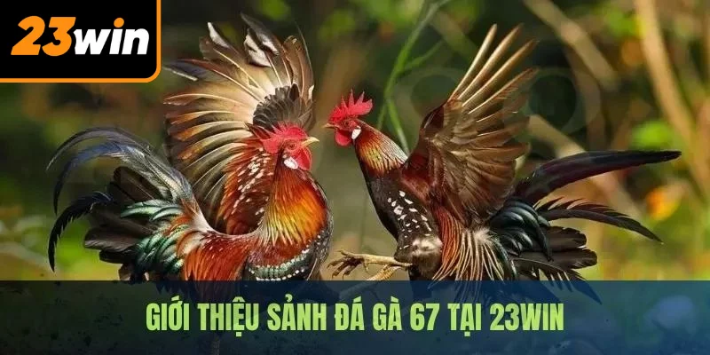 Giới thiệu về sân chơi đá gà 67 nổi tiếng 