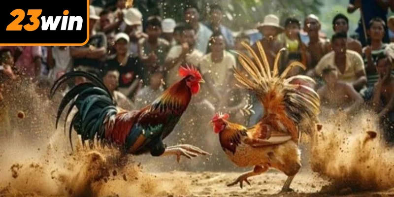 Những thông tin liên quan đến luật chơi đá gà