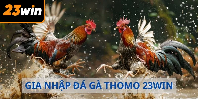 Luật chơi đá gà mà bạn chắc chắn phải biết